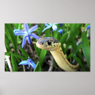 Póster Cobra bonito