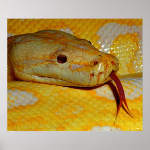 Poster Cobra Burmese do pitão de Alboino