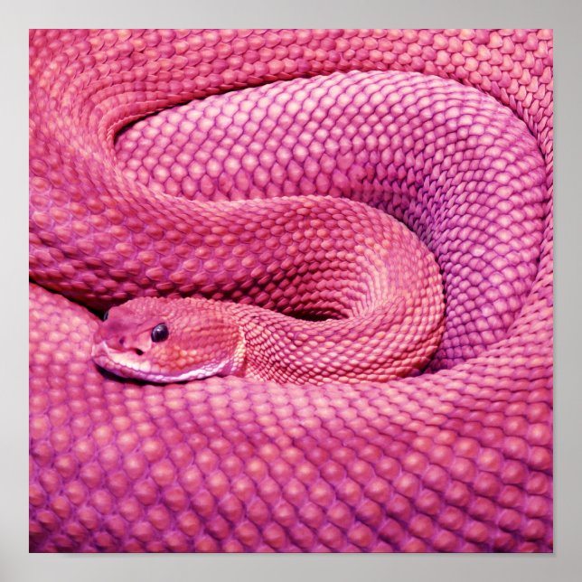 Póster Cobra Cascavel Basilisco Rosa (Frente)