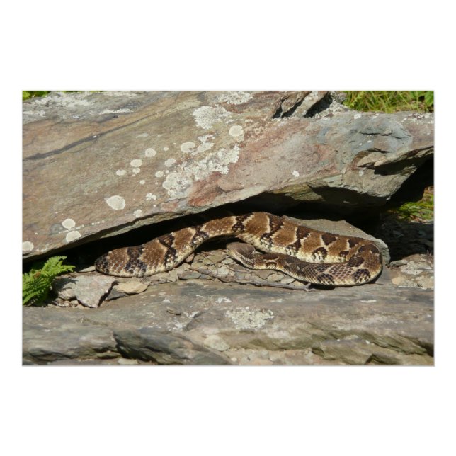 Póster Cobra cascavel no Parque Nacional Shenandoah (Frente)