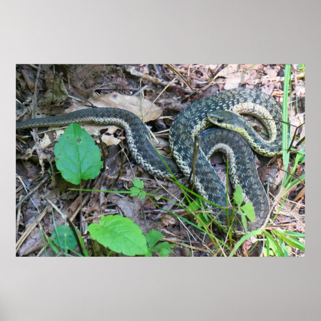Poster Cobra-d'água-do-leste em Cape Cod (Frente)