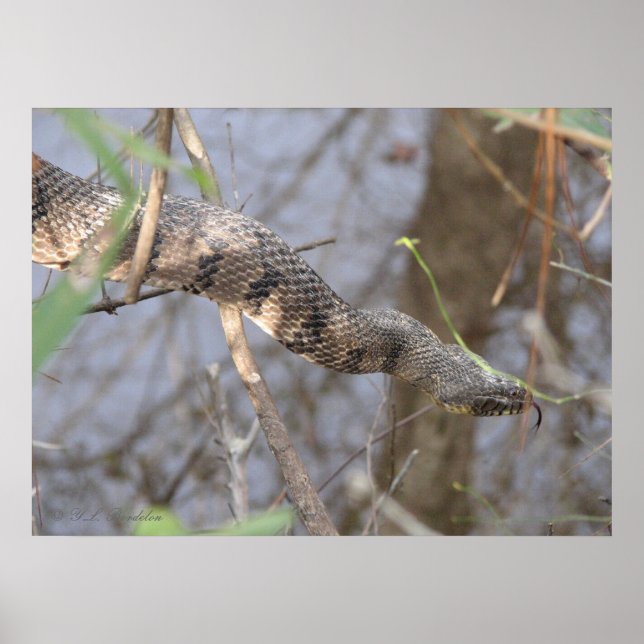 Poster Cobra de água (Frente)