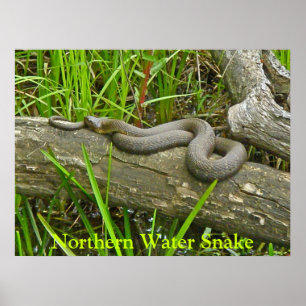 Poster Cobra de água do norte que Basking em artigos do