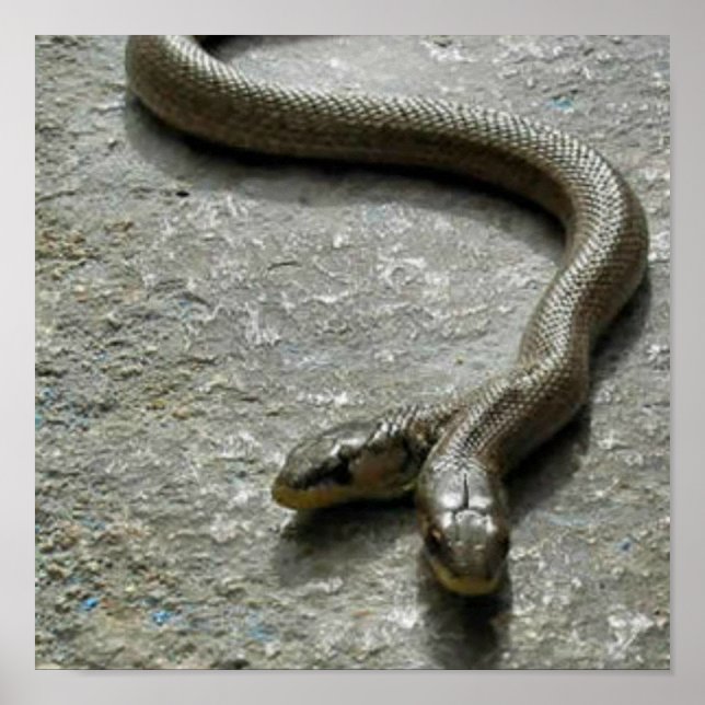 Poster Cobra de duas cabeças (Frente)
