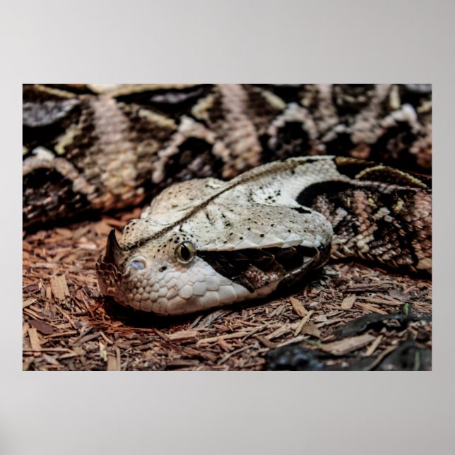 Poster Cobra de Gaboon Viper (Frente)