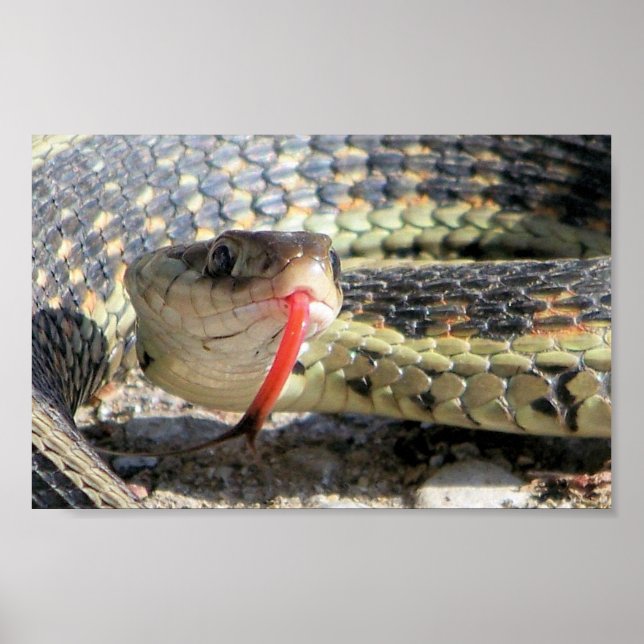 Poster Cobra de jardim (Frente)