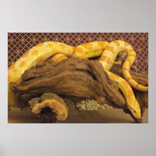 Póster Cobra de milho do albino