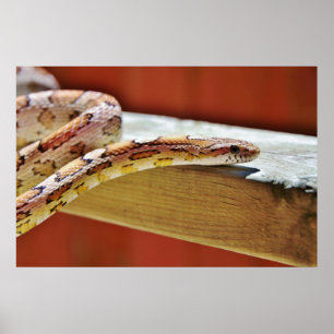 Póster Cobra de milho vermelho Slithering
