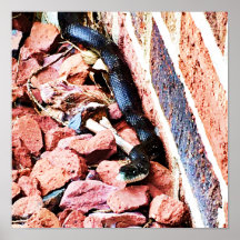 Poster Cobra de Rato Oriental