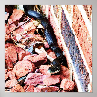 Poster Cobra de Rato Oriental