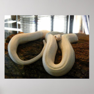 Póster Cobra do albino