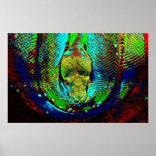 Póster Cobra do arco-íris