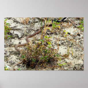 Poster Cobra do Coachwhip