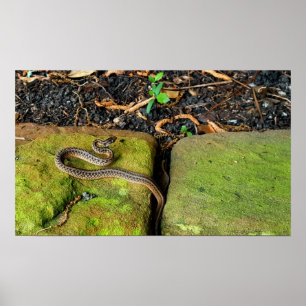 Póster Cobra do marrom de Texas