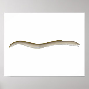 Poster Cobra-enguia