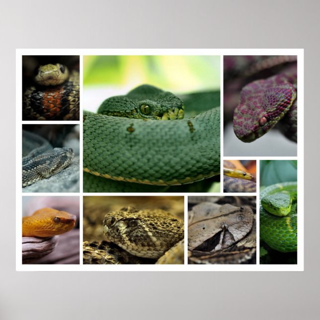 Póster COBRA Fotografia_Page000 do NR (Frente)