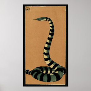 Póster Cobra - Ilustração de Livro Colorida Antiquária