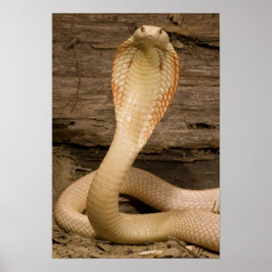 Póster Cobra Monocelada Albina, Naja kaouthia, enrolada