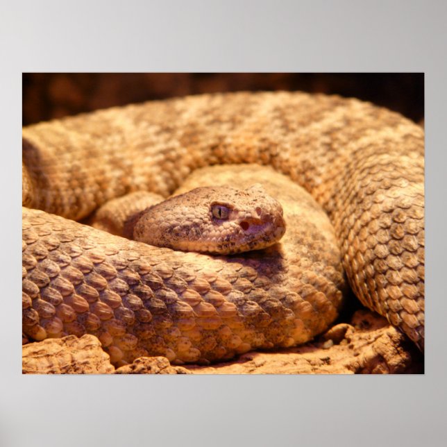 Poster Cobra-pintada-assustadora (Frente)