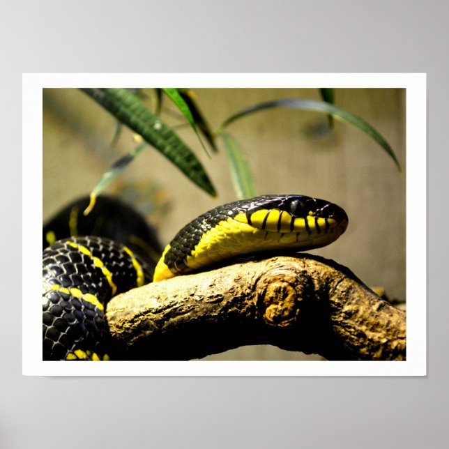 Poster Cobra preto e amarelo (Frente)