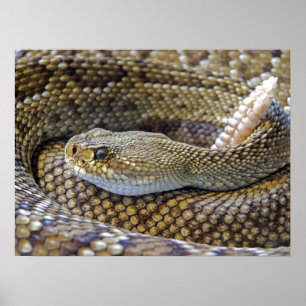 Poster Cobra Venomous Rattle Close