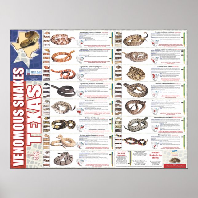 Póster Cobras venenosas do Texas Poser pela NNTRC (Frente)
