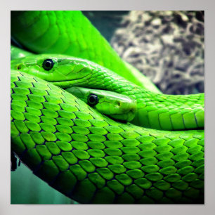 Poster Cobras verdes