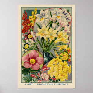 Póster Cobrir de Semente de Mayflower Vintage