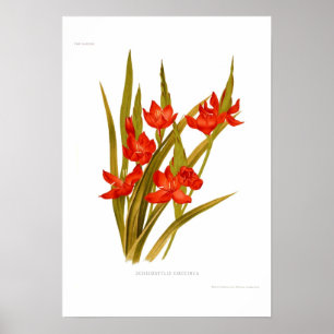 Poster Coccinea de Schizostylis (lírio do Kaffir)