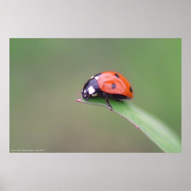 Poster coccinela (Frente)