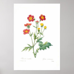 Poster Coccineum do Geum