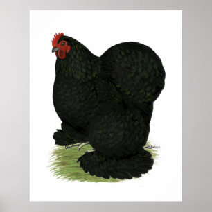Póster Cochim:  Black Hen
