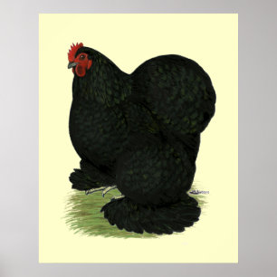 Poster Cochin: Black Hen