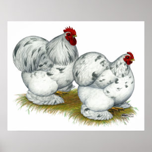Póster Cochin: Galinhas anãs do respingo