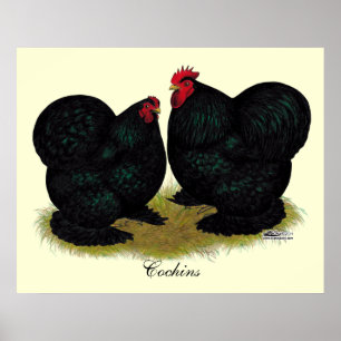 Póster Cochins Black Bantam Pair