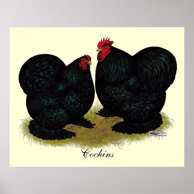 Póster Cochins Black Bantam Pair (Frente)