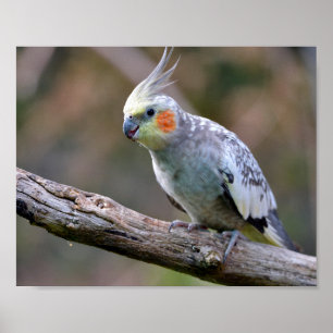Poster Cockatiel budgerigar empoleirado no cartão postal 