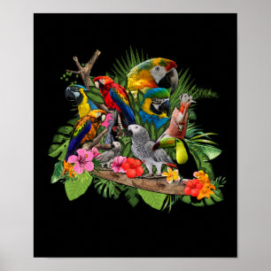 Poster Cockatiel do papagaio do cinza africano do pássar