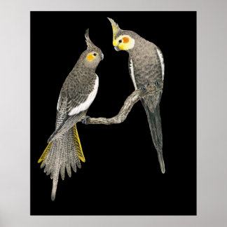 Póster Cockatiel Pair - Ninfhicus hollandicus em preto
