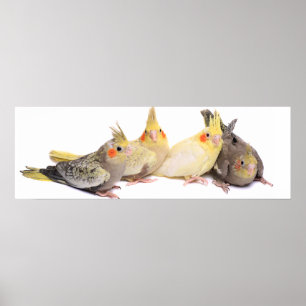 Póster Cockatiels