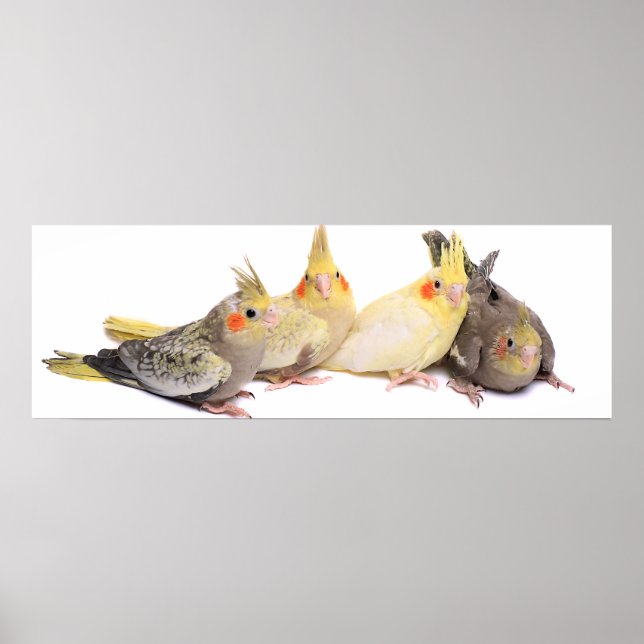 Póster Cockatiels (Frente)