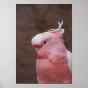 Poster Cockatoa Rosa
