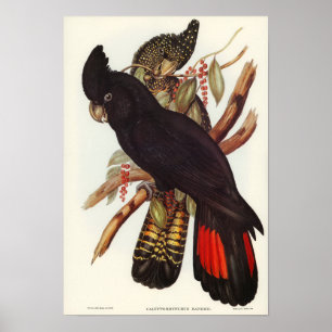 Poster Cockatoo Banksian por Elizabeth Gould