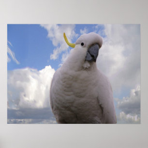 Póster Cockatoo branco