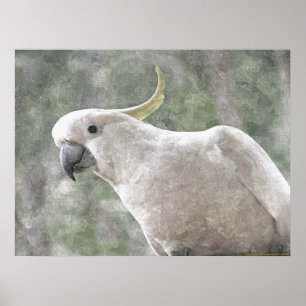 Poster Cockatoo com crista do enxofre de Austrália