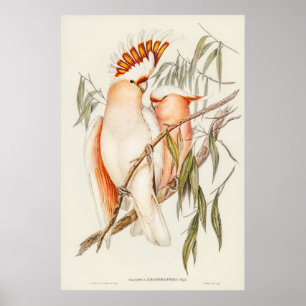 Poster Cockatoo de Leadbeater por Elizabeth Gould