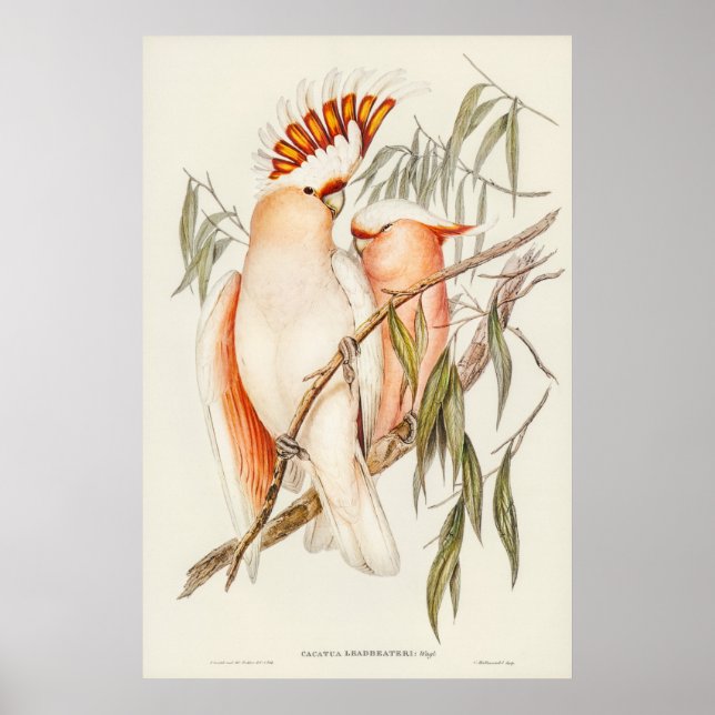Poster Cockatoo de Leadbeater por Elizabeth Gould (Frente)