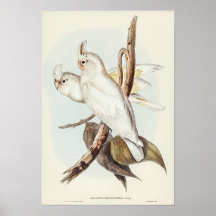 Poster Cockatoo manchado pelo sangue por Elizabeth Gould