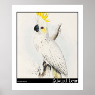 Póster Cockatoo Menos Penteado de Edward Lear