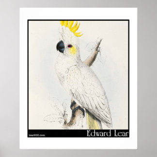 Póster Cockatoo Menos Penteado de Edward Lear